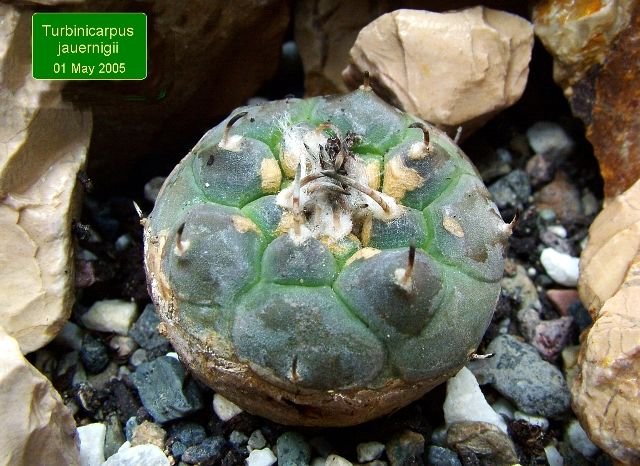 Turbinicarpus _jauernigii_ 01